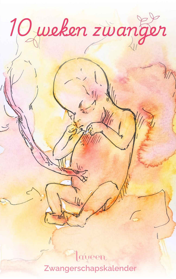10 weken zwanger: illustratie van de foetus