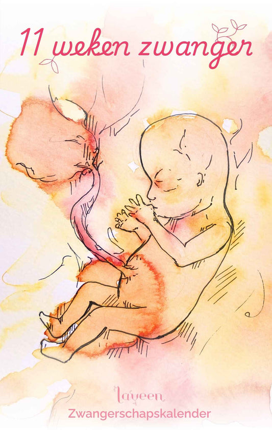 11 weken zwanger: illustratie van de foetus