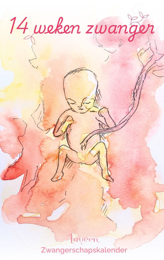 14 weken zwanger: illustratie van de foetus