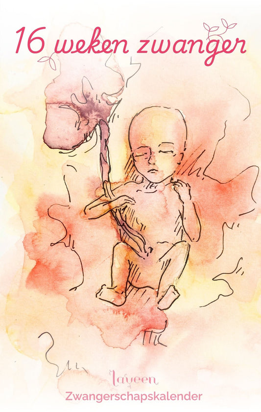 illustratie van de foetus met 16 weken zwanger