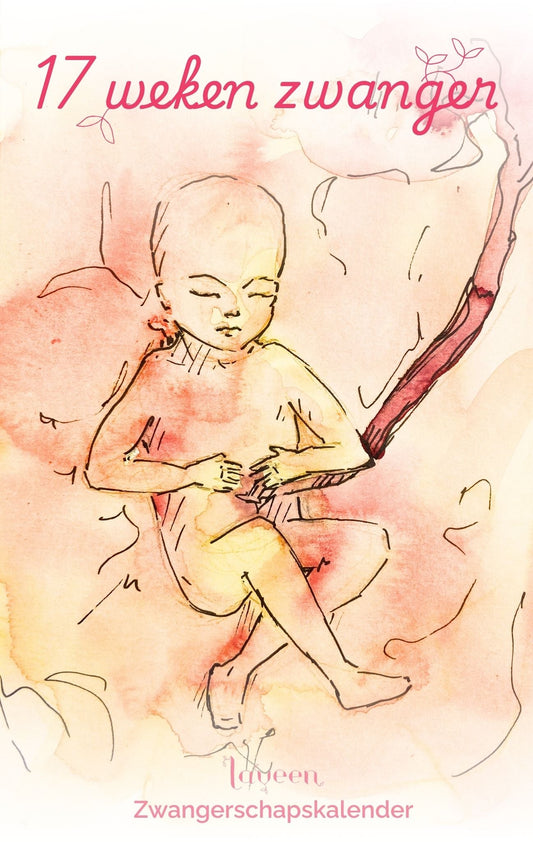 Illustratie van een foetus bij 17 weken zwanger