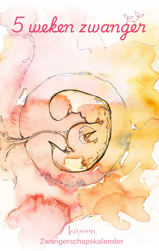 5 weken zwanger. Ilustratie van het embryo met 5 weken zwanger