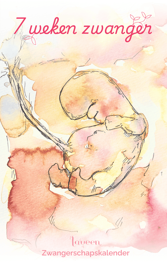illustratie van embryo met 7 weken zwanger