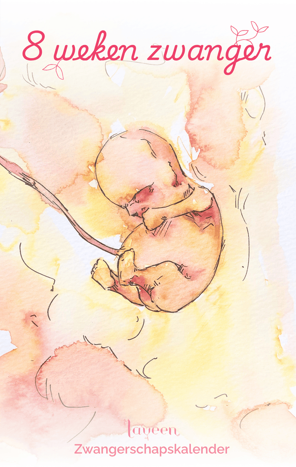 illustratie van het embryo bij 8 weken zwanger