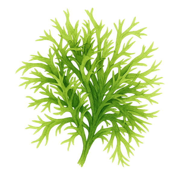 Algenolie