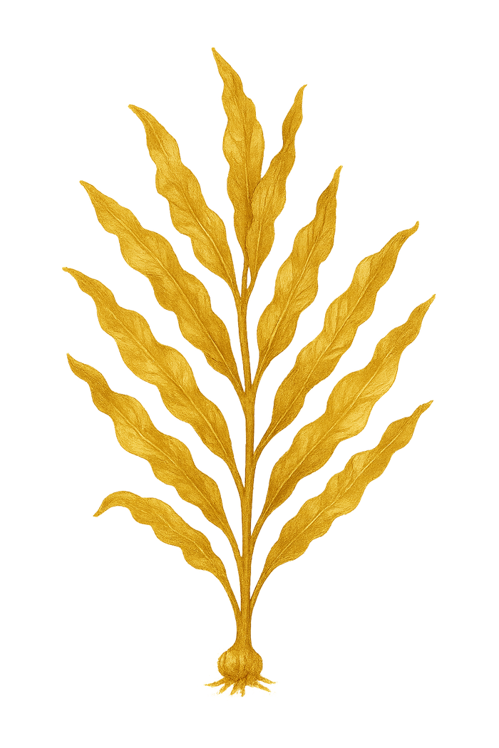 Jodium