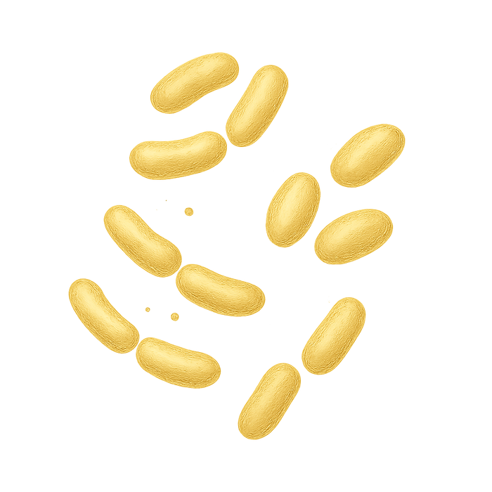 Probiotica