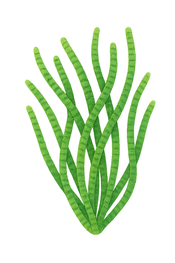 Spirulina
