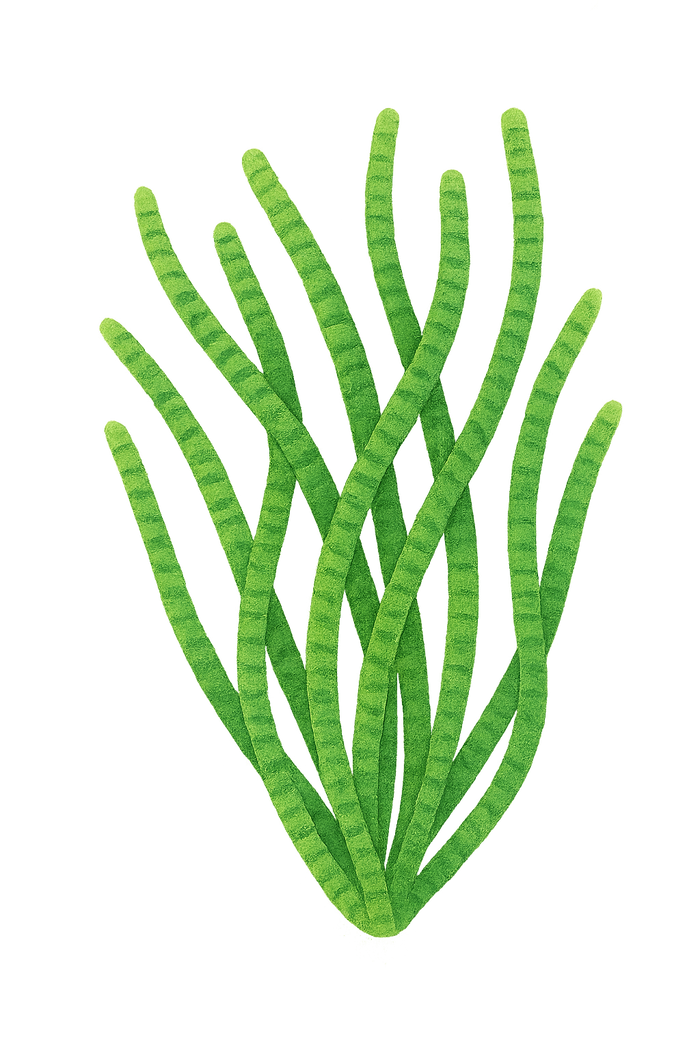 Spirulina