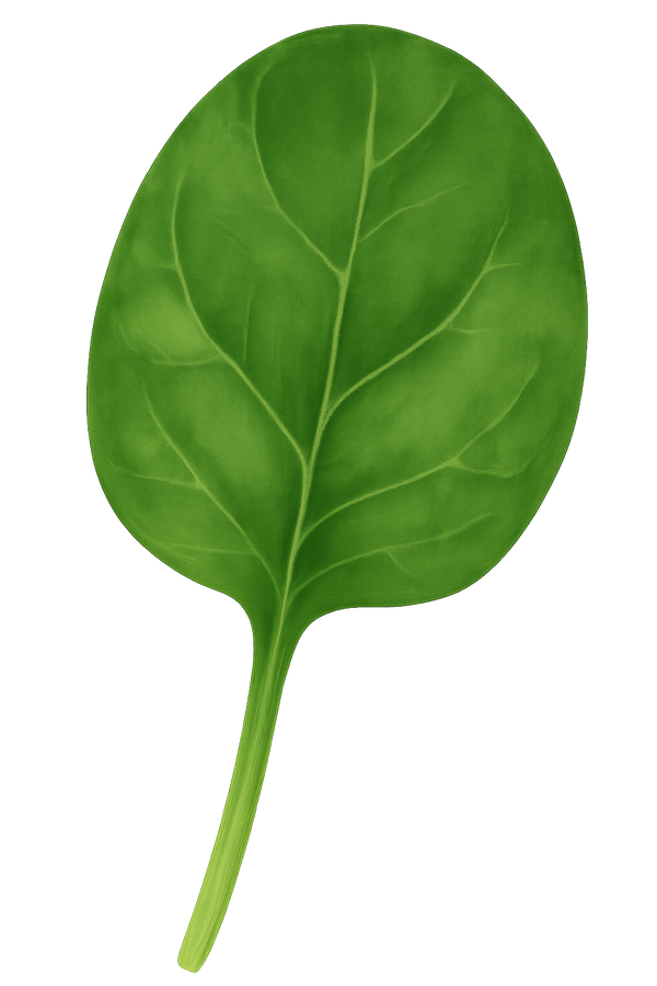vitamine b11 