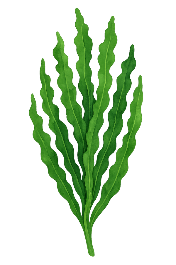 vitamine b12