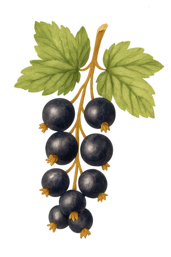 Zwarte bessen