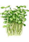 Broccolikiemen