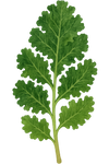 Vitamine K1
