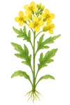 Acacia