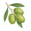 Biologische olijfolie