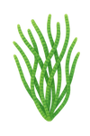 Spirulina