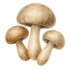 Vitamine B2